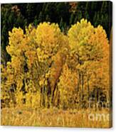 Teton Autumn Foliage Canvas Print