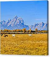 Tetons And Horses Panorama Canvas Print