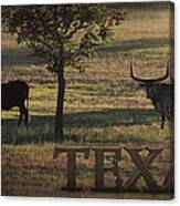 Texas Long Horn Canvas Print