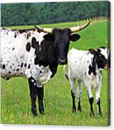 Texas Longhorn Cow And Calf Canvas Print