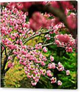 The Cherry Orchard Canvas Print