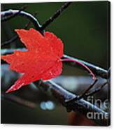 The Last Red Leaf Canvas Print