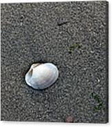 The Life Of A Shell Canvas Print