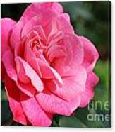 The Pink Rose Canvas Print