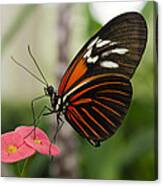 The Red Admiral Canvas Print