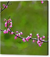 The Rite Of Spring Canvas Print