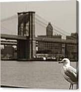 The Seagull Of The Brooklyn Bridge Canvas Print