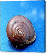 The Shell Of A Snail Canvas Print