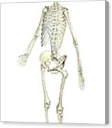 The Skeletal System Canvas Print