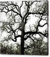 The Tree Canvas Print