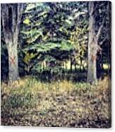 The Xx. #igcentric_nature #trees Canvas Print