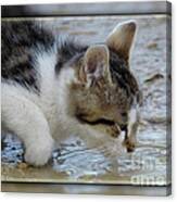 Thirsty Cat Canvas Print