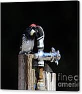Thirsty Woodpecker . 40d9079 Canvas Print