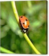 This Ladybug Was Very Slow And Was Canvas Print