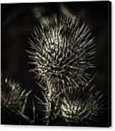 Thistle Canvas Print