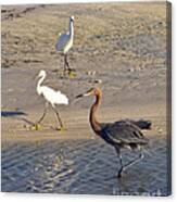 Three Egrets Canvas Print