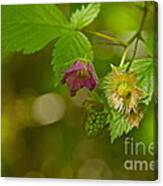 Three Stages Of Salmonberry Canvas Print