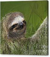 Three-toed Sloth Canvas Print