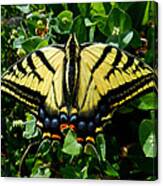 Tiger Swallowtail Canvas Print