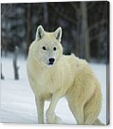 Timber Wolf Canis Lupus, Native Canvas Print