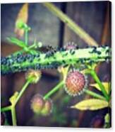 Time To Milk The Aphids. Google It ;) Canvas Print