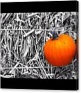 Tiny Pumpkin #keekthegeek #pumpkin #hay Canvas Print