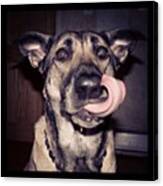 #tongue #dog #bestfriend #delilahlilly Canvas Print