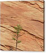 Tree Clinging To Sandstone Formation Canvas Print