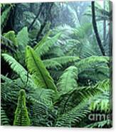 Tree Ferns El Yunque National Forest Canvas Print