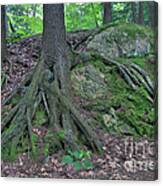 Tree Growing Over A Rock Canvas Print