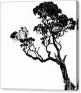 Tree In Black And White Canvas Print