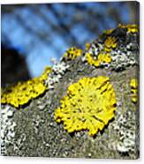 Tree Lichen Canvas Print