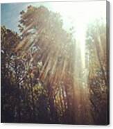 Tree Rays Canvas Print