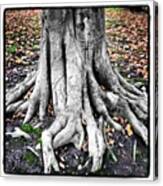 #tree #stump #autumn #winter #woodland Canvas Print