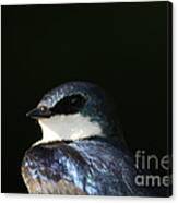 Tree Swallow 2012 Canvas Print