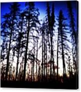 #tree #wyoming #teton #sunrise #photo Canvas Print