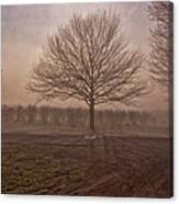 Trees Before Leaves Canvas Print