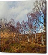 Trees Below Stob Dearg Canvas Print