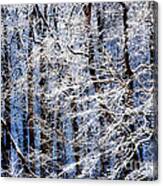 Trees In Winter Canvas Print