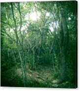#trees #sanantonio #texas #nature Canvas Print