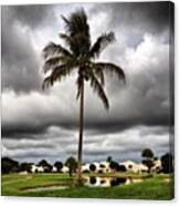 #treescollection #palmtree #golfcourse Canvas Print