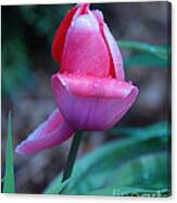 Tulip After The Rain Canvas Print