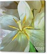 Tulip Close Up Canvas Print
