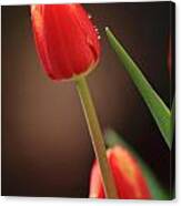 Tulip Dew Canvas Print