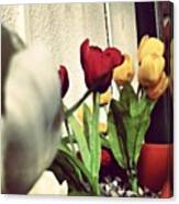 #tulipani #flowers #colors #nature Canvas Print