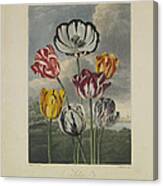 Tulips Canvas Print