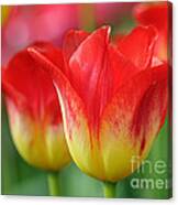 Tulips Up Close Canvas Print