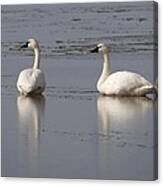 Tundra Swans Canvas Print