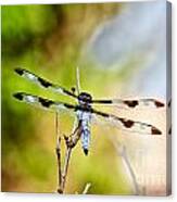 Twelve-spotted Skimmer Dragonfly 4 Canvas Print