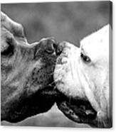 Two Dogs Kissing Canvas Print